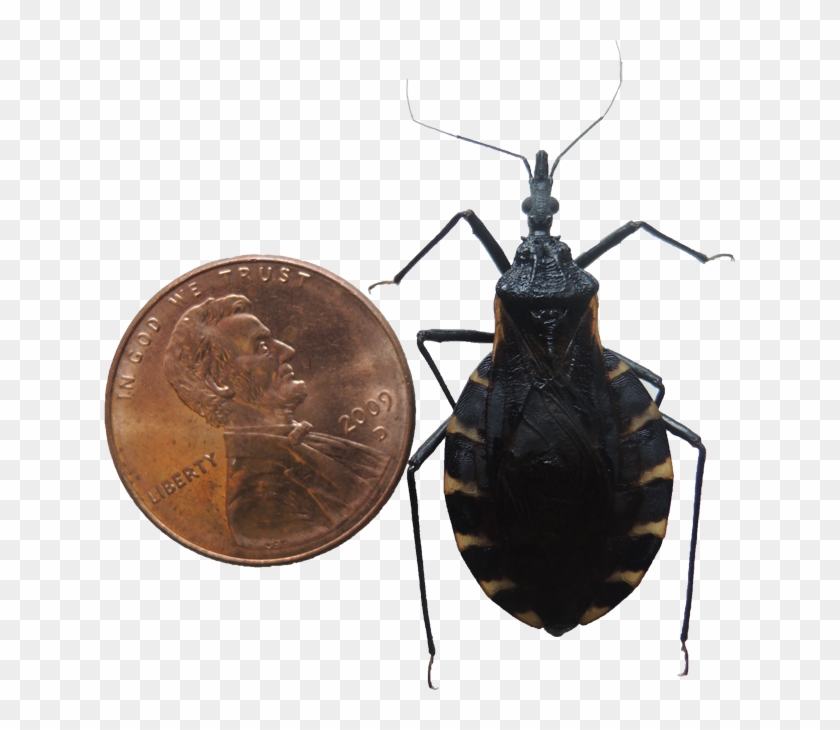 Kissing Bug Png Pic - Doença De Chagas Png Clipart #668050