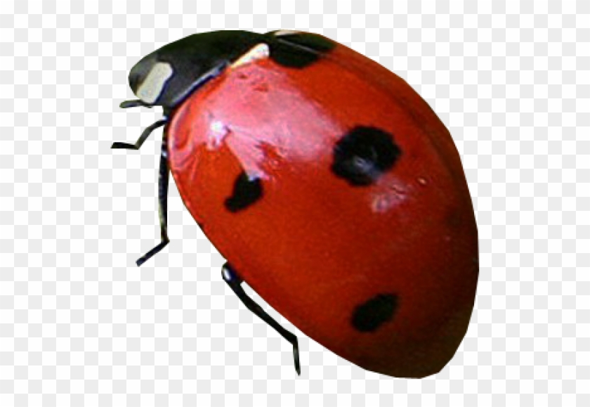 Lady Bug Png Free Download - Love Clipart #668171