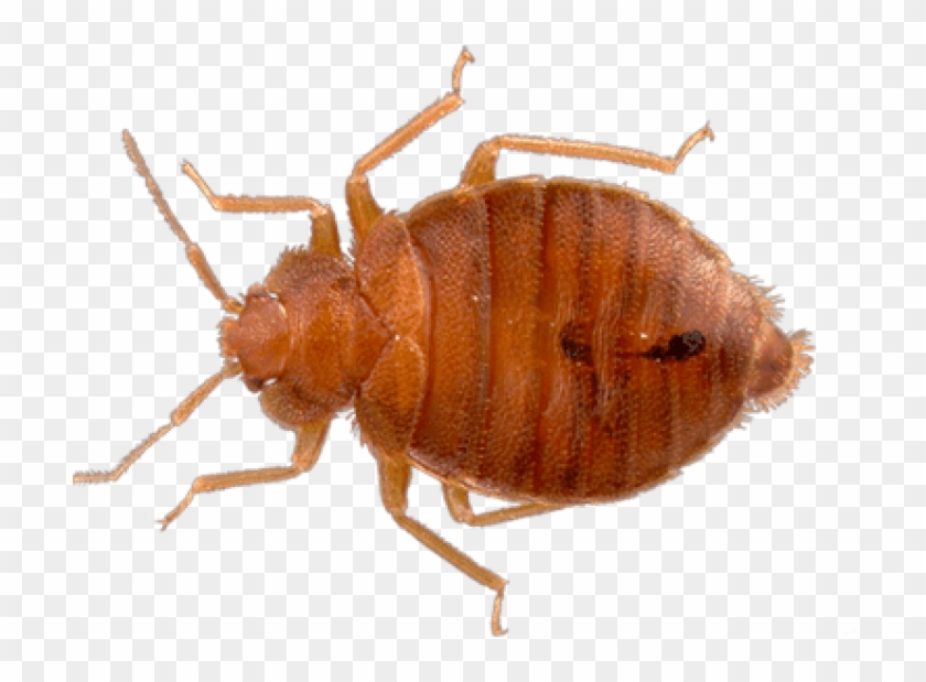 Download Top View Bed Bug Png Images Background - Bed Bug Transparent Background Clipart #668835