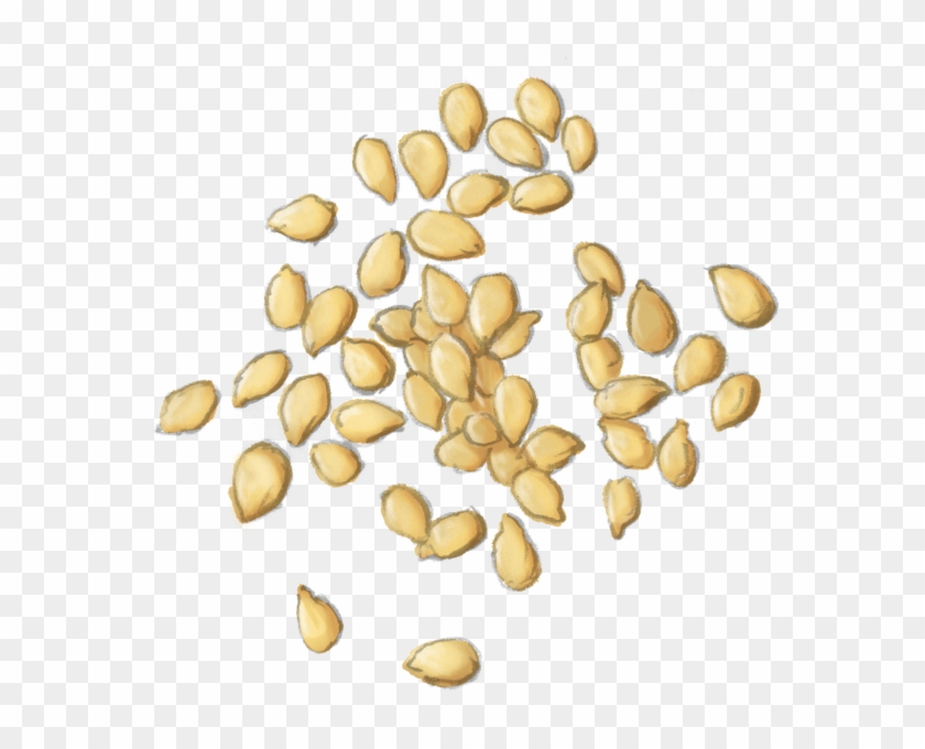 Sesame Seeds Png - - Seed Clipart