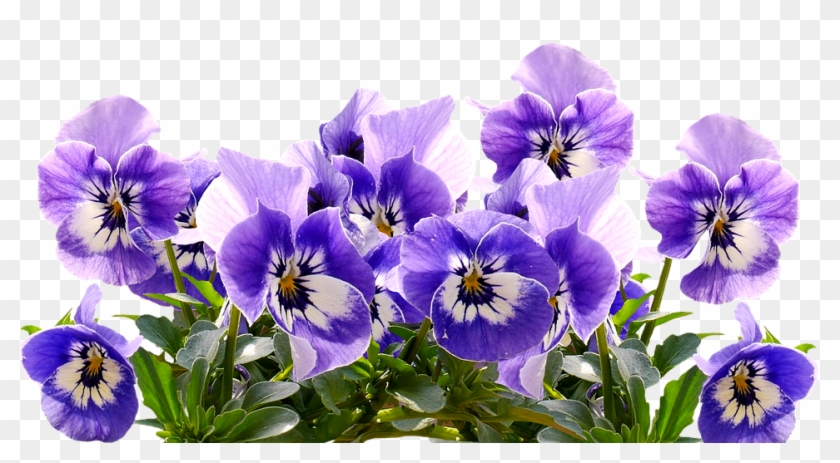 Transparent Mothers Day Flowers Clipart