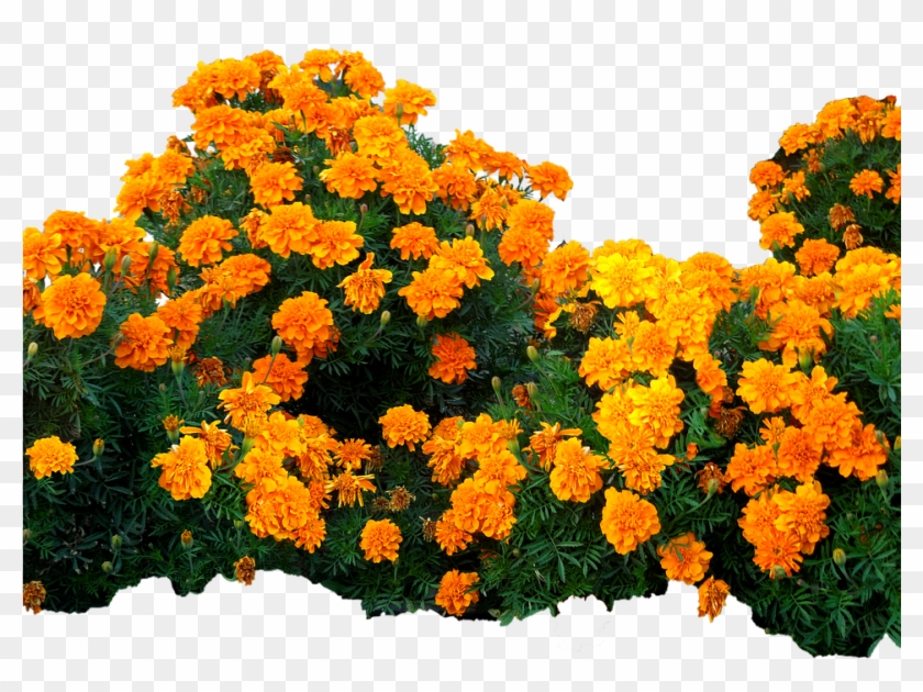 Plantas Con Flores Png Clipart