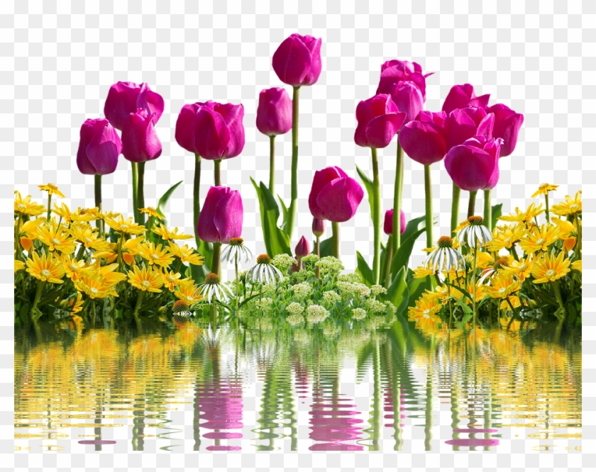 Tulips, Flowers, Spring, Spring Flowers, Isolated - Bom Dia Amor Feliz Sexta Feira Clipart