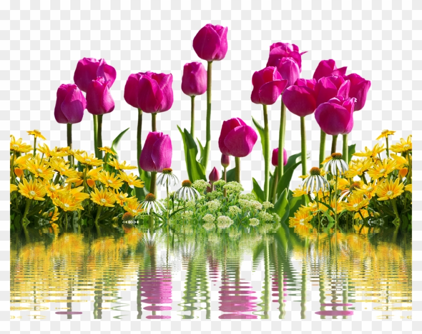 Tulips, Flowers, Spring, Spring Flowers, Isolated - Bom Dia Amor Feliz Sexta Feira Clipart #672414