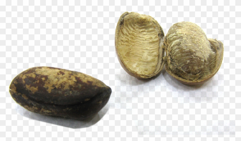 Monodora Myristica Seeds - Monodora Myristica Clipart #672536