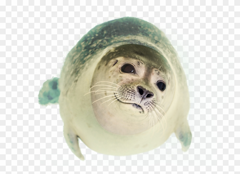 Seal Swimming Clipart #673161