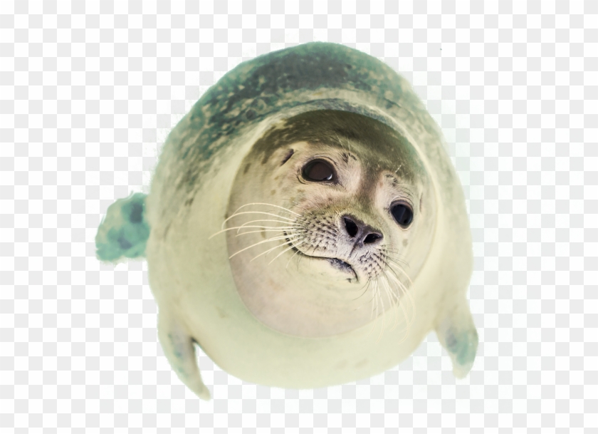 Seal Swimming Clipart