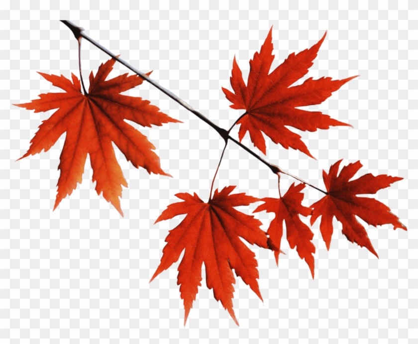 Red Leaves Png - Red Leaves Tree Png Clipart