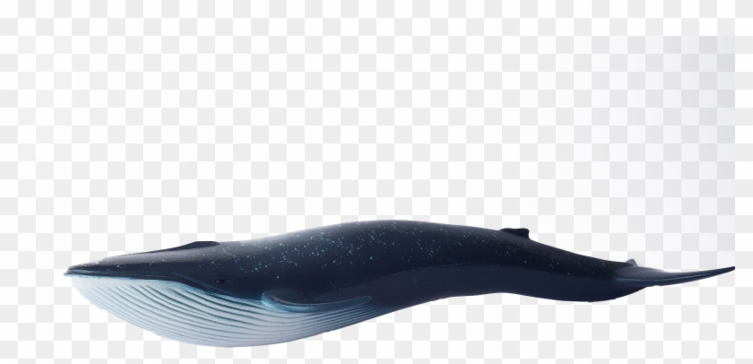 Whale Blue Swimming - Blue Whale Clipart