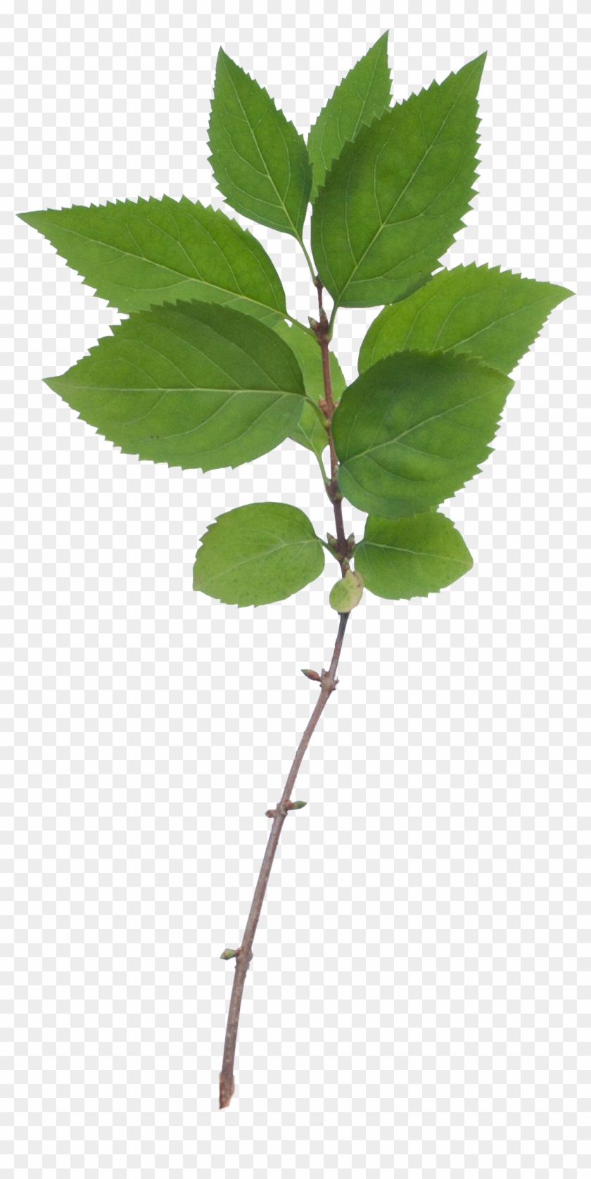 Png Free Stock Paramecij S Vegetation Base Texture - Leaves With Branch Texture Clipart #673877