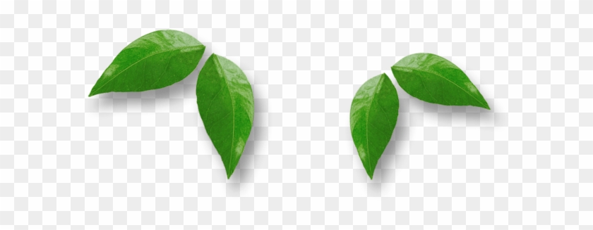 Leafs - Graphics Clipart #674726