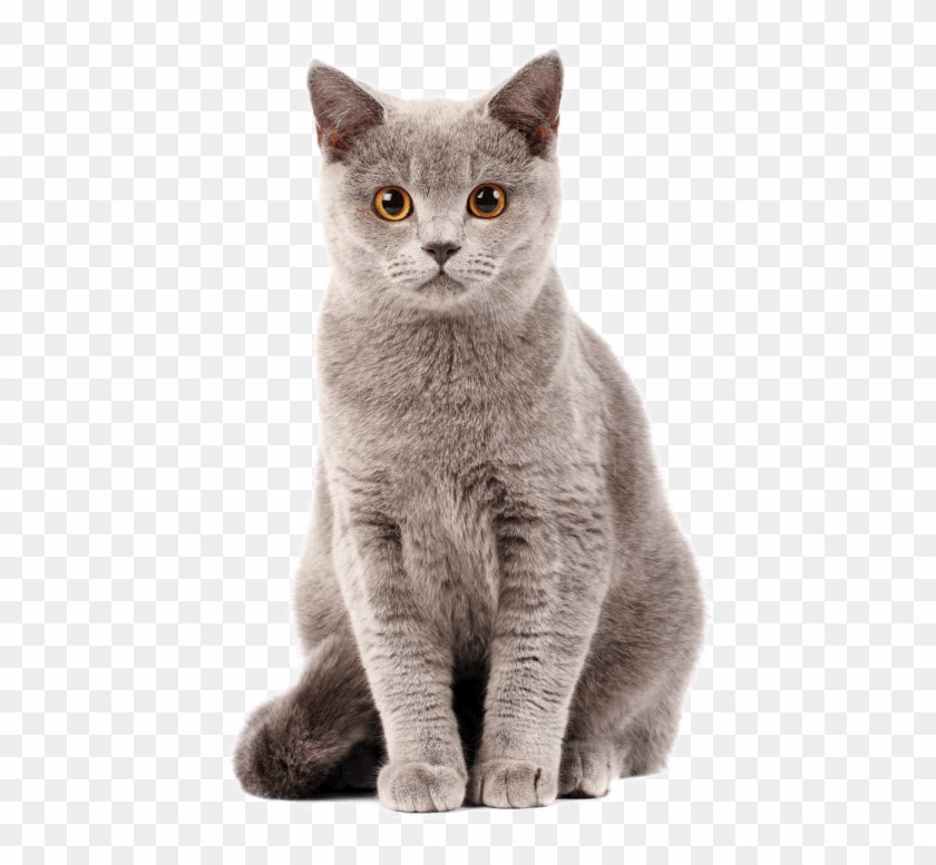Cat Transparent Arts - Cat Png Clipart