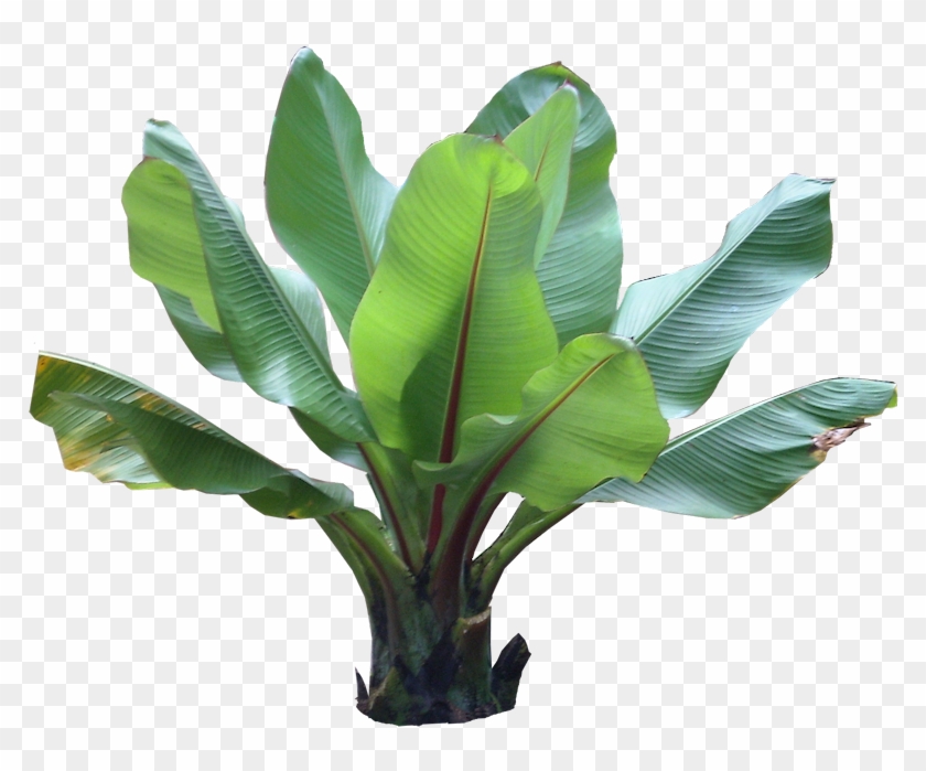 Tropical Plants Png Clipart #677018