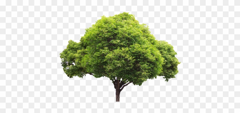 Tree Clipart #677232