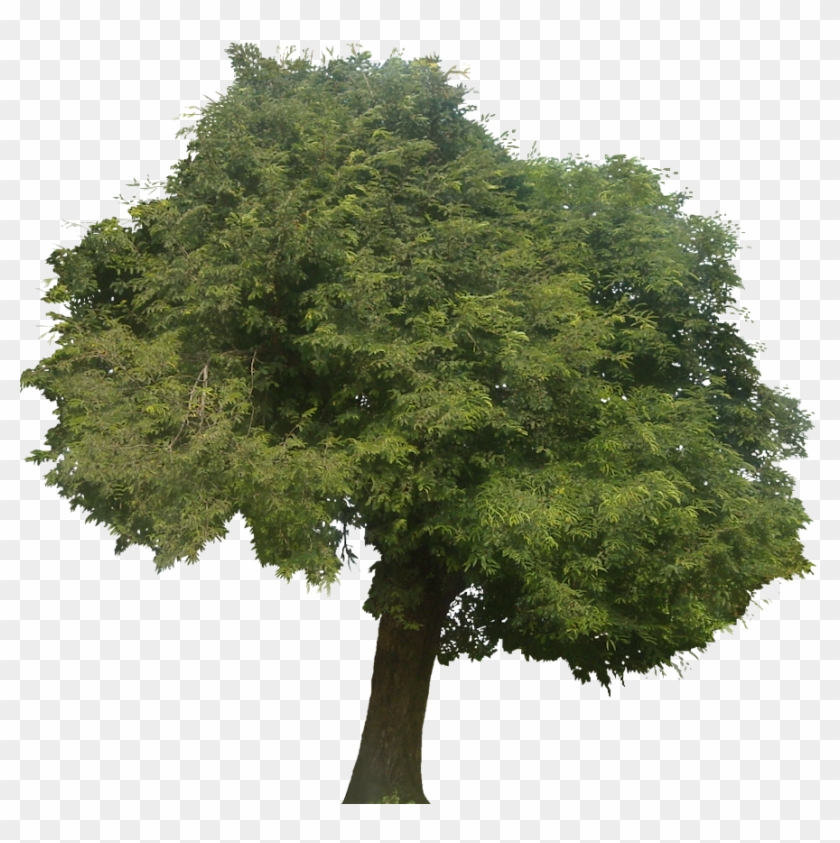 A Collection Of Subtropical Plant Images With Clipart