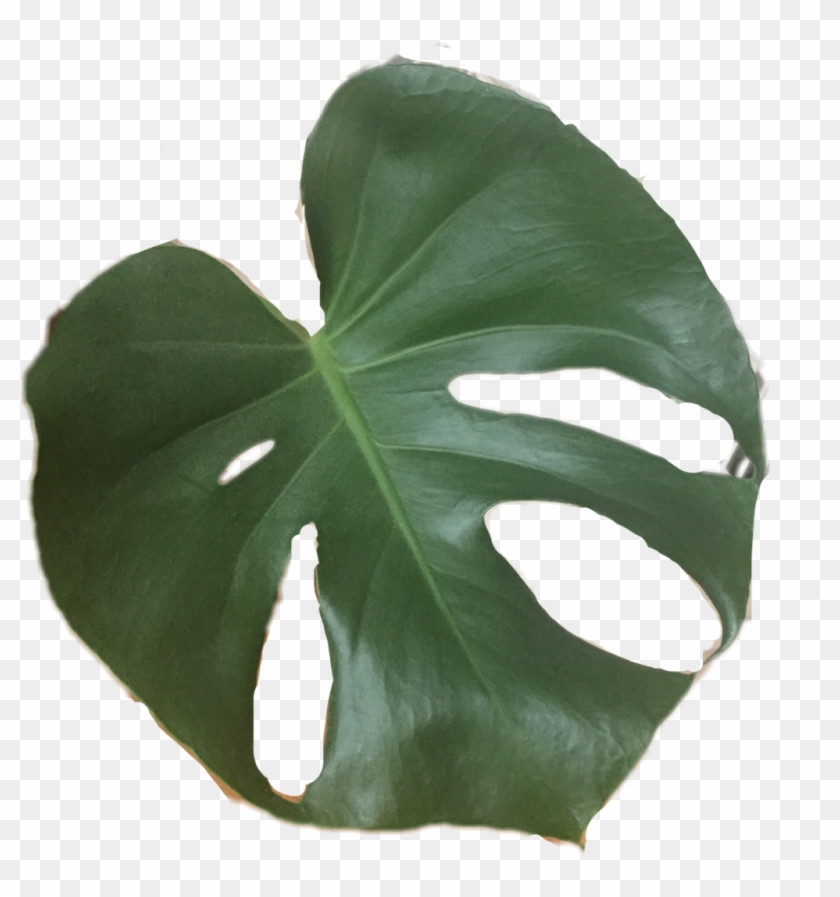 Plant Leaf Tropical Plants Cactusfreetoedit - Monstera Deliciosa Clipart