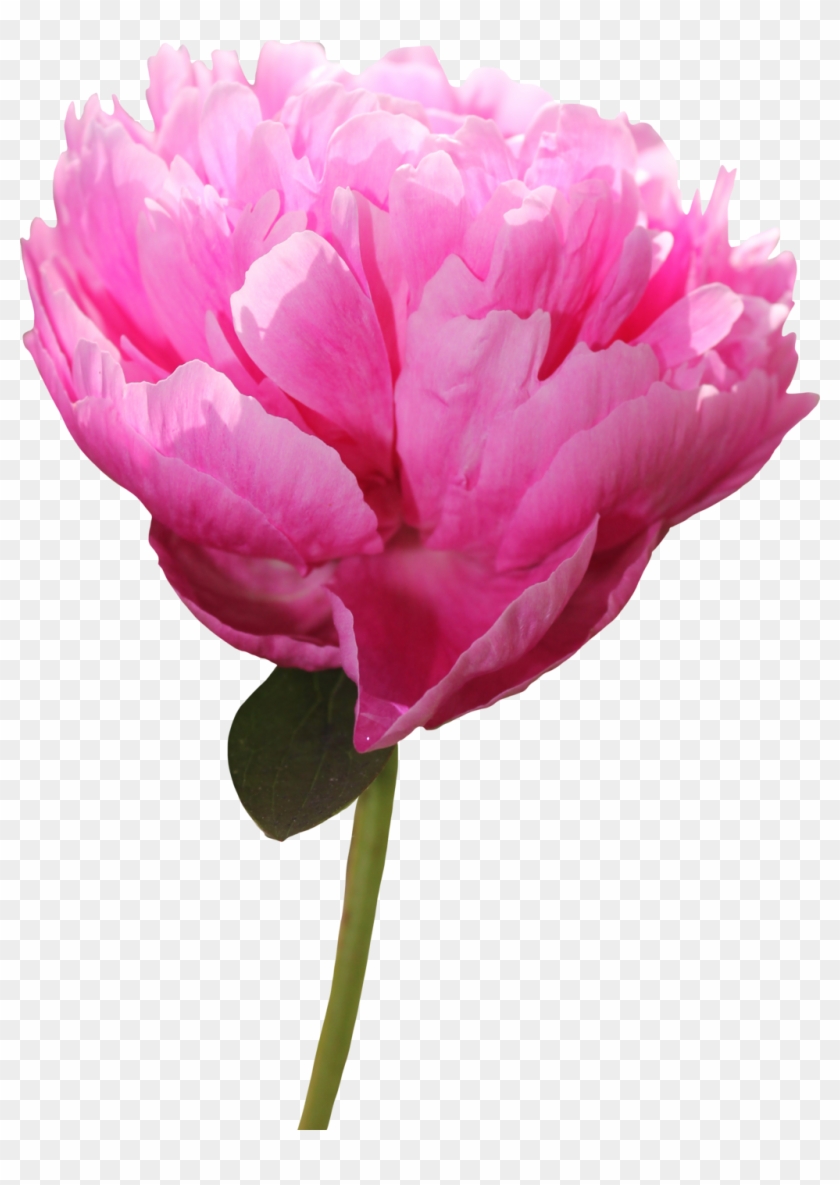 Peony Png Picture - Peony Clipart