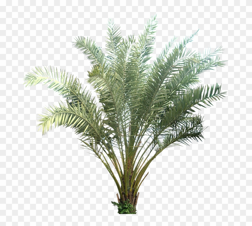Visit - Transparent Background Plants Png Clipart