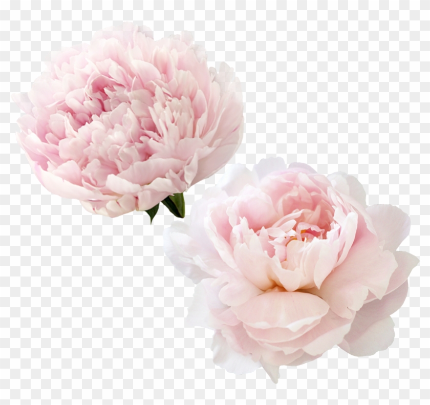 Peonies Png Transparent Image - White Peony Flowers Png Clipart #677687
