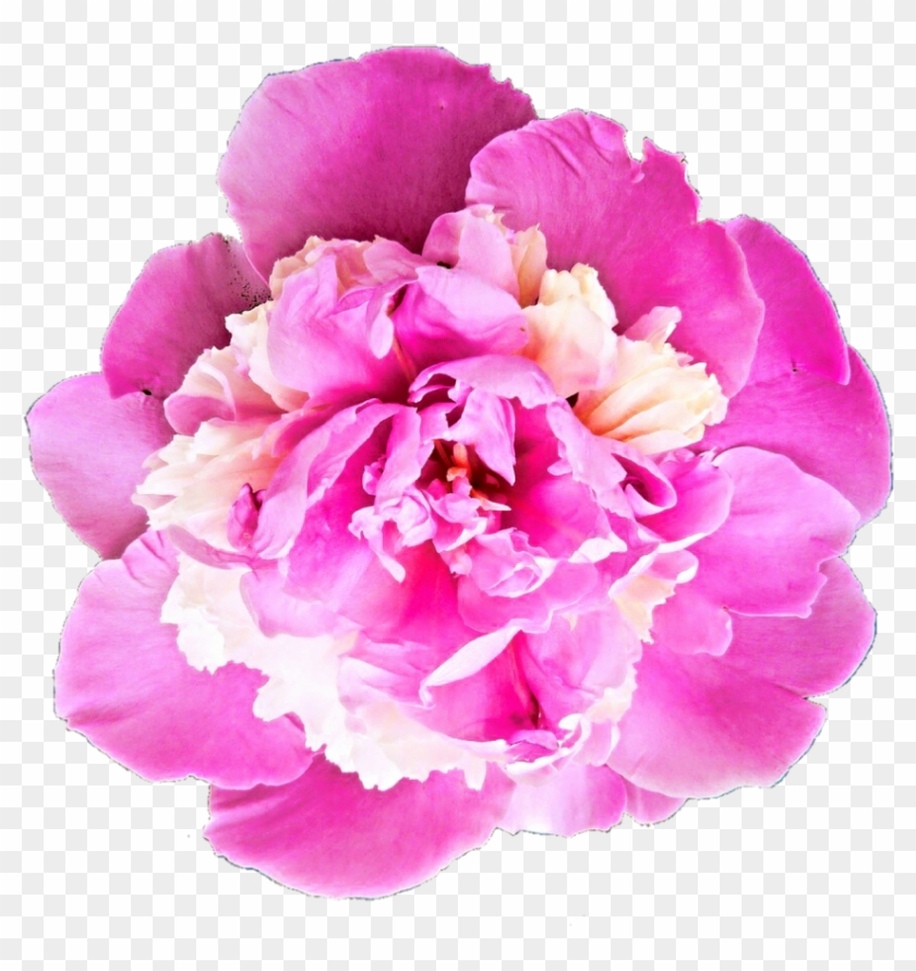 Peony Transparent Png - Bhavpurna Shraddhanjali Flower Png Clipart