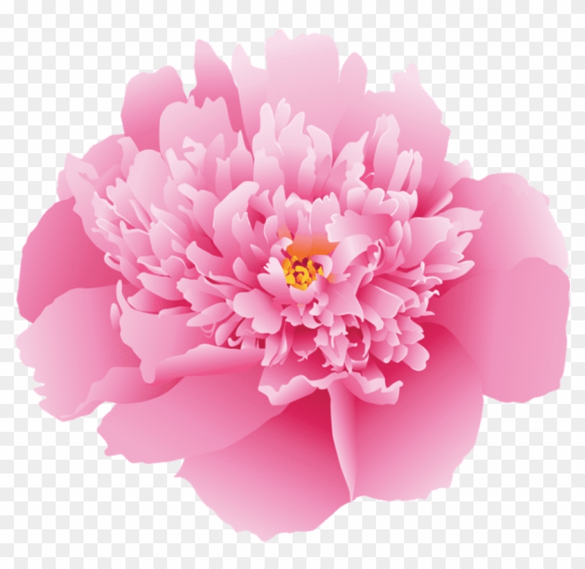Free Png Download Pink Peony Flower Png Images Background Clipart #677886