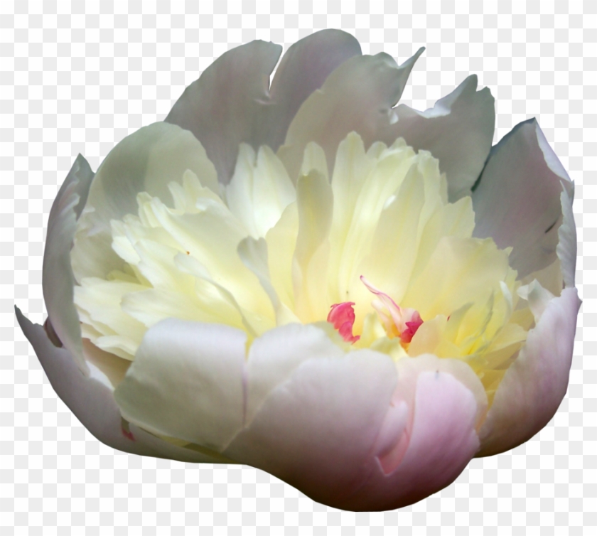 Peonies Png Picture - Yellow Paeonia Png Clipart #677931