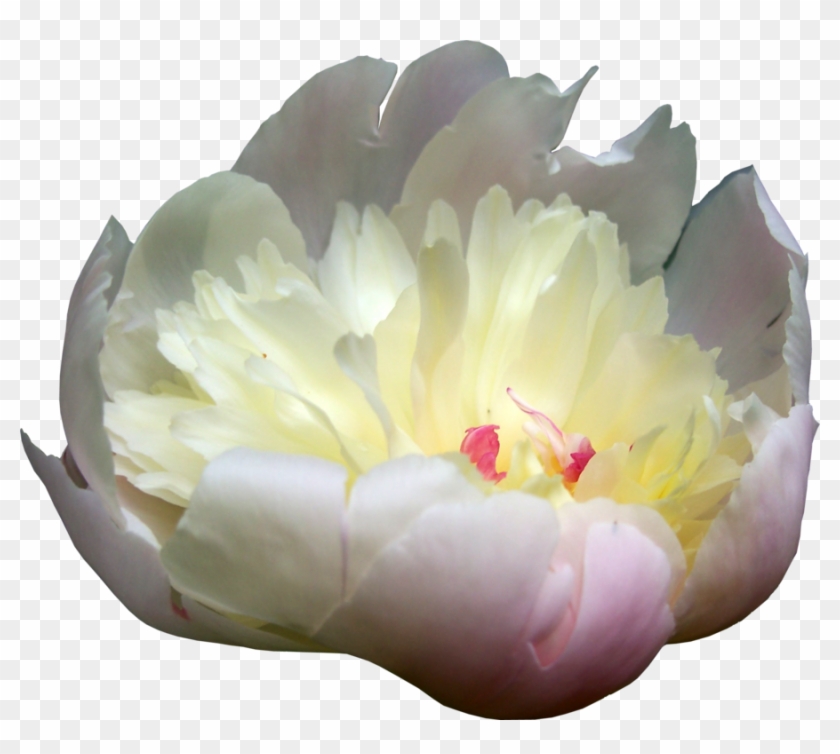Peonies Png Picture - Yellow Paeonia Png Clipart