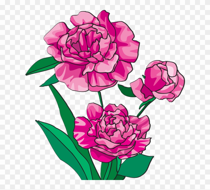 640 X 682 6 - Peony Clipart - Png Download