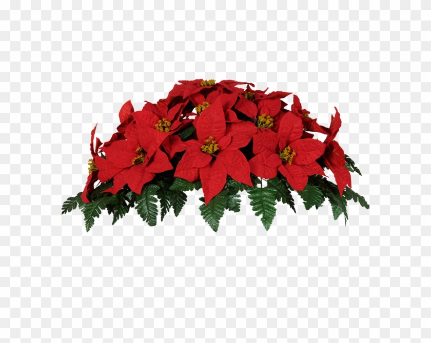 Christmas Poinsettia - Fleurs De Noel Pour Cimetiere Clipart #678174