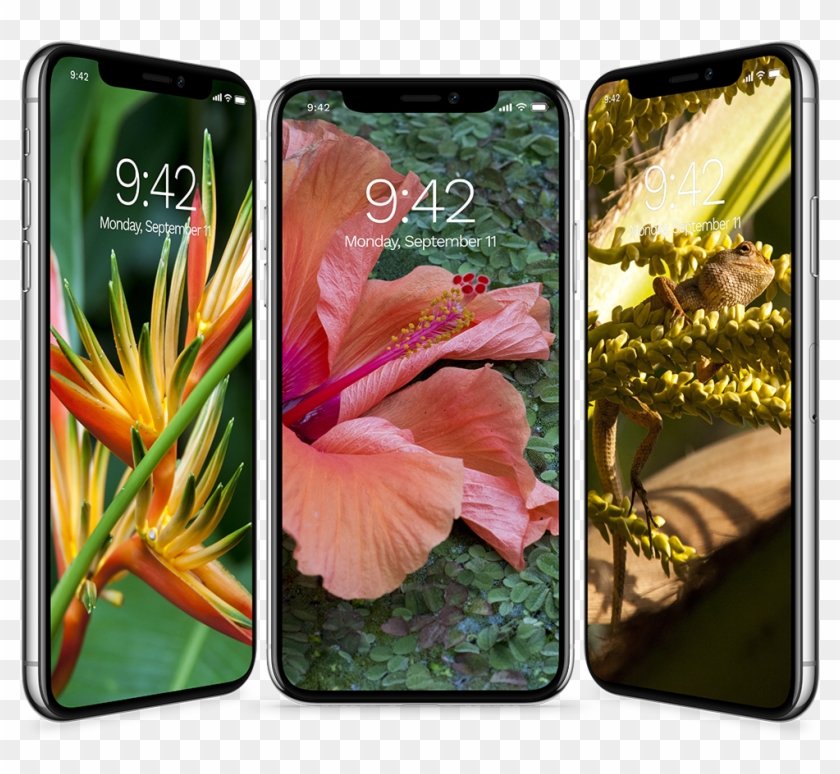 Iphone Tropical Wallpaper Collection - Bird Of Paradise Clipart