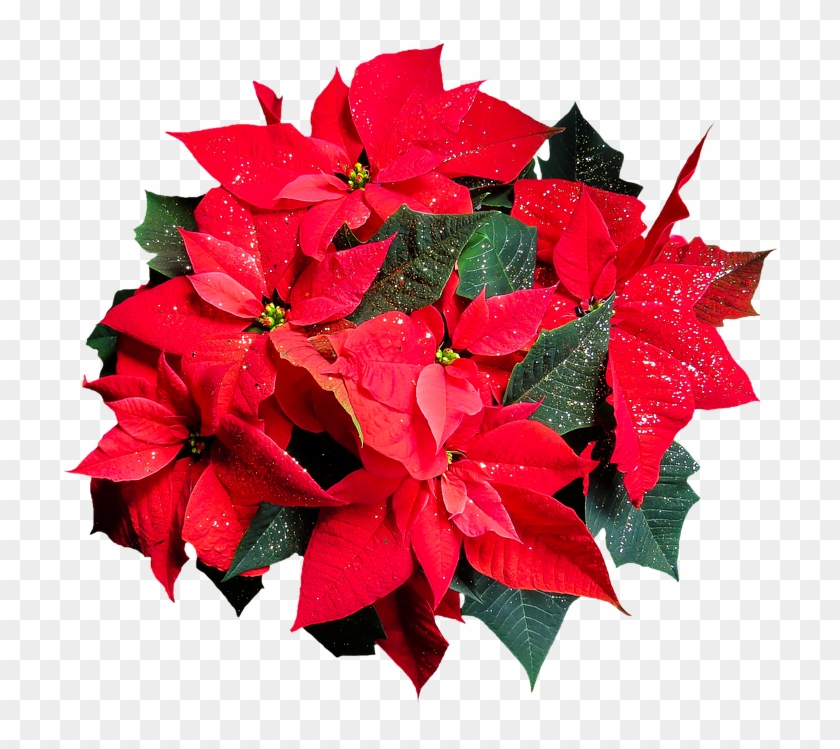 Flower, Poinsettia, Plant, Blossom, Bloom, Png - Poinsettia Png Clipart