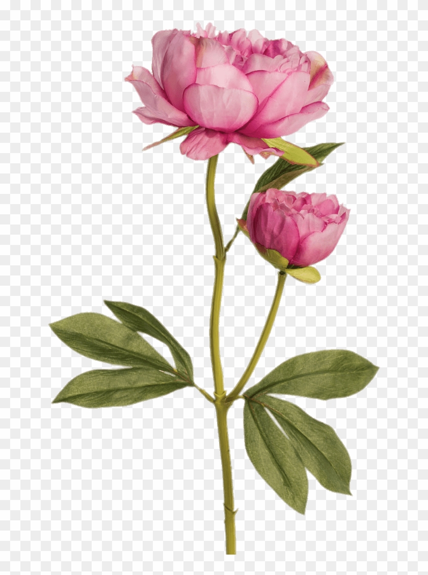 Download Two Pink Peonies Transparent Png - Peonias Png Clipart #678334