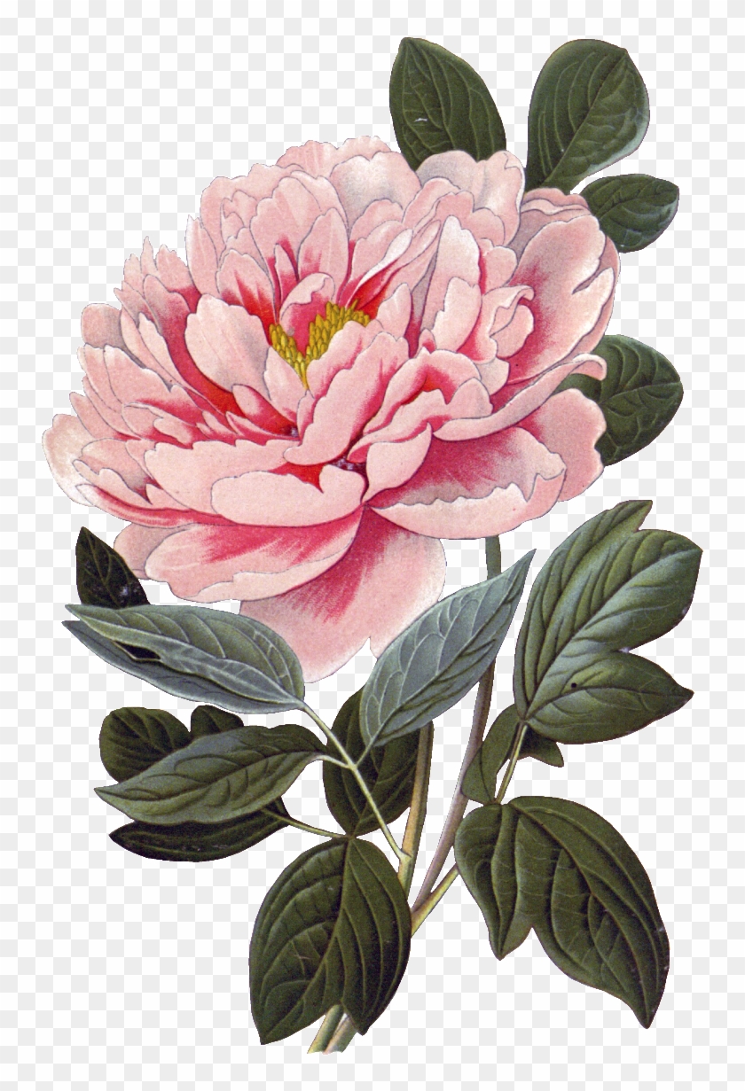Pink Peony Flower Physical Element Design Clipart #678360