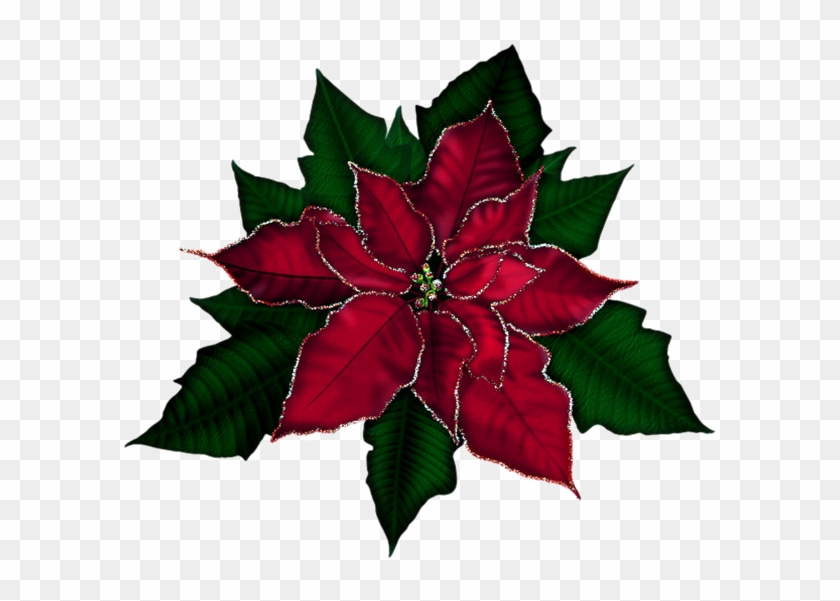 Poinsettia Png Transparent Image - Dibujos De La Pascua De Navidad Clipart #678366