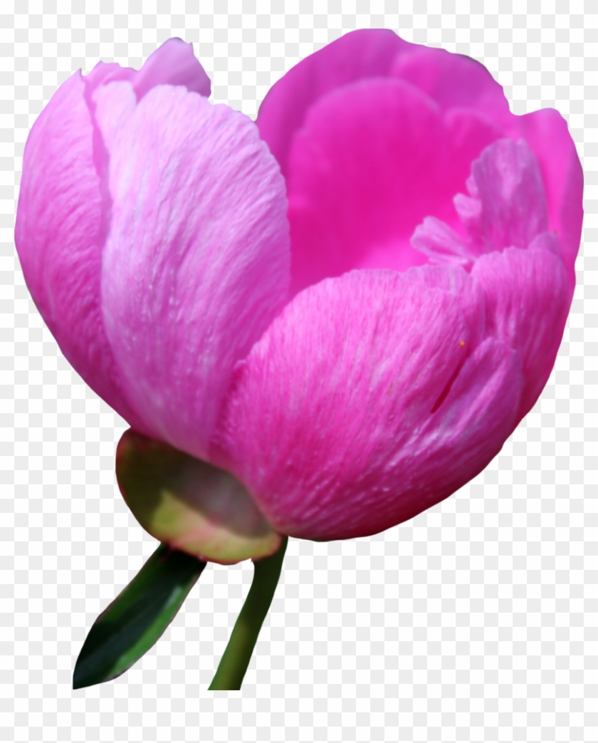 Peony Png Free Download - Portable Network Graphics Clipart #678401