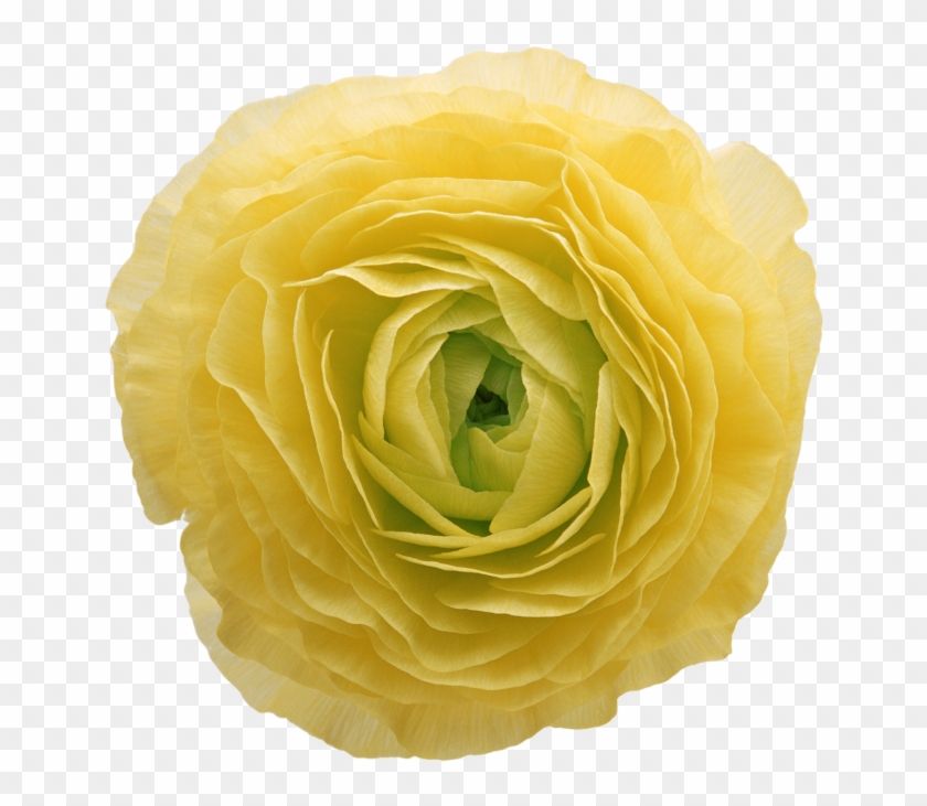 Peony Flower - Flower Clipart