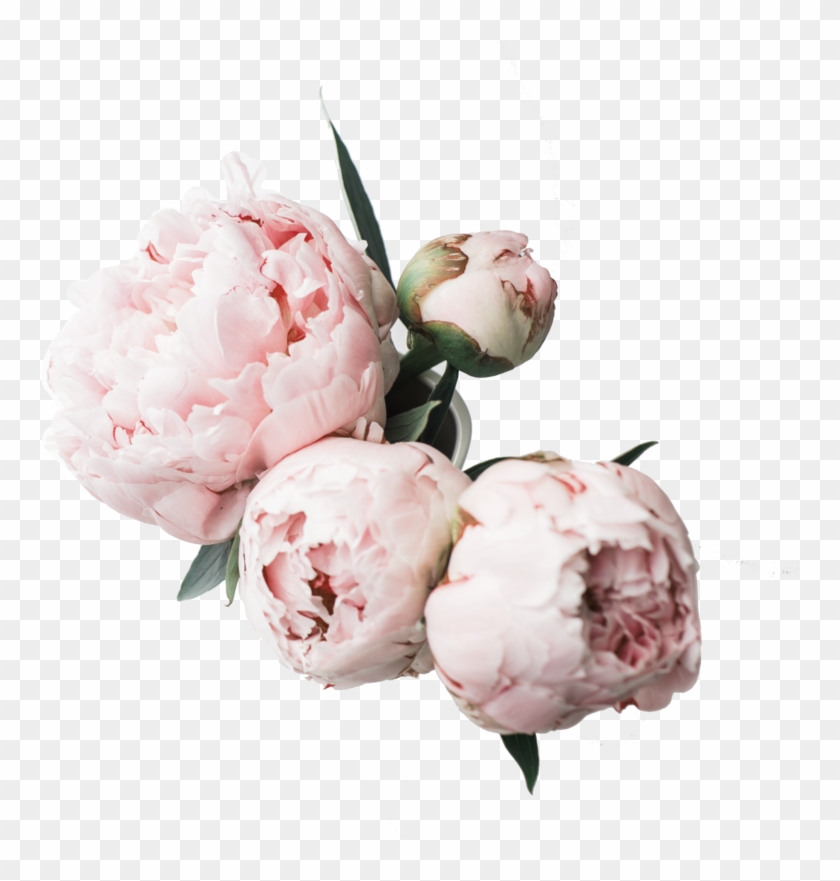 About Page - Flower Desktop Wallpaper Peonies Clipart