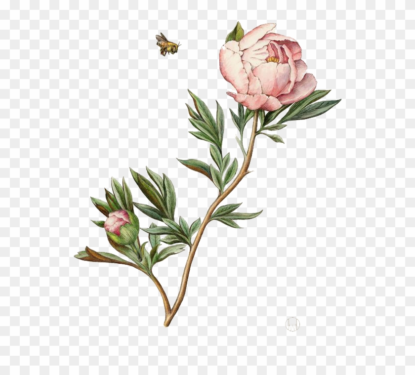 Illustration Watercolor Painting Peony Clipart