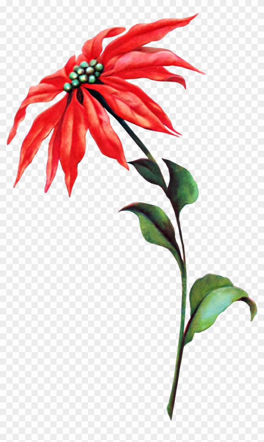 Poinsettia Vintage Clipart