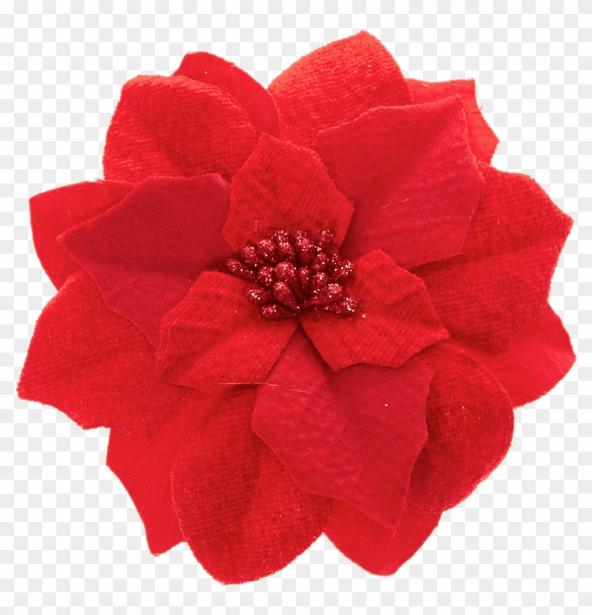 Transparent Blue Poinsettia , Png Download Clipart