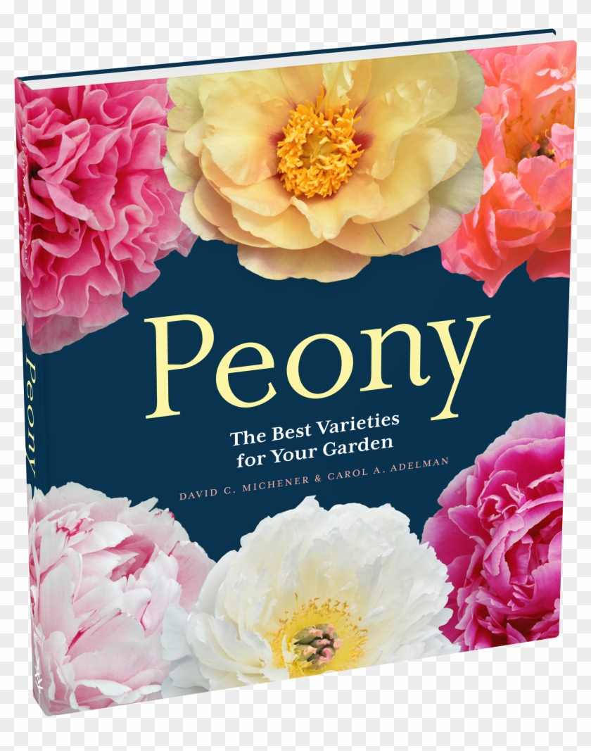 Peony The Best Varieties For Your Garden Clipart #678729