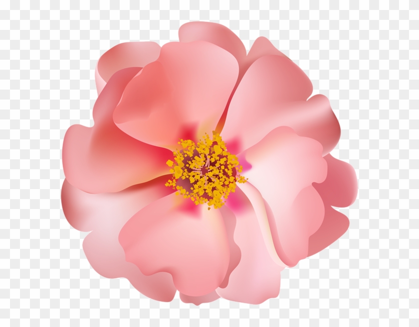 Rosebush Flower Png Clip - Common Peony Transparent Png #679253