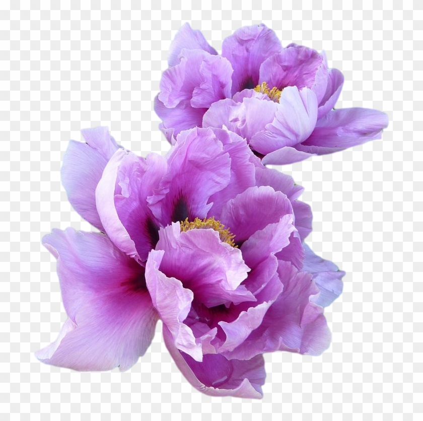 Purple Peony Flowers - Purple Aesthetic Png Transparent Clipart