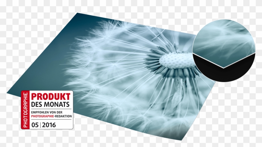 The Fujicolor Velvet Photo Paper Owes Its Particularly - Dandelion Clipart #679682