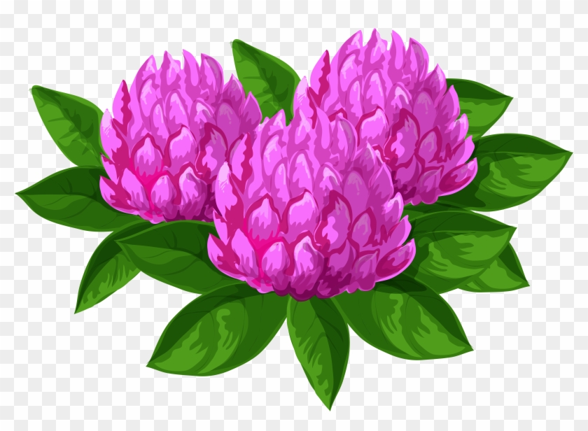 Peony Clipart Floral - Common Peony - Png Download