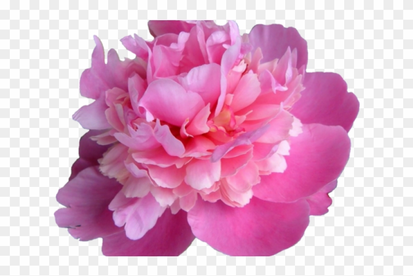 Peonies Flower Transparent Background Clipart