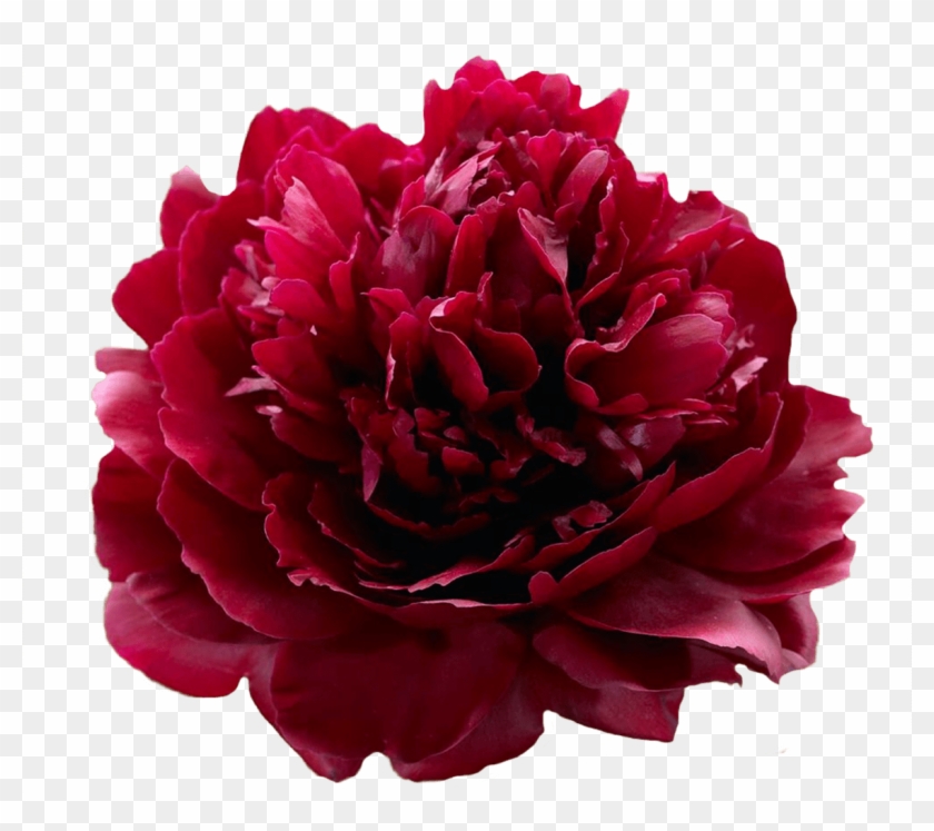 Paeonia Red Sarah Bernhardt Peonies My Peony - Red Peony Sarah Clipart #680028