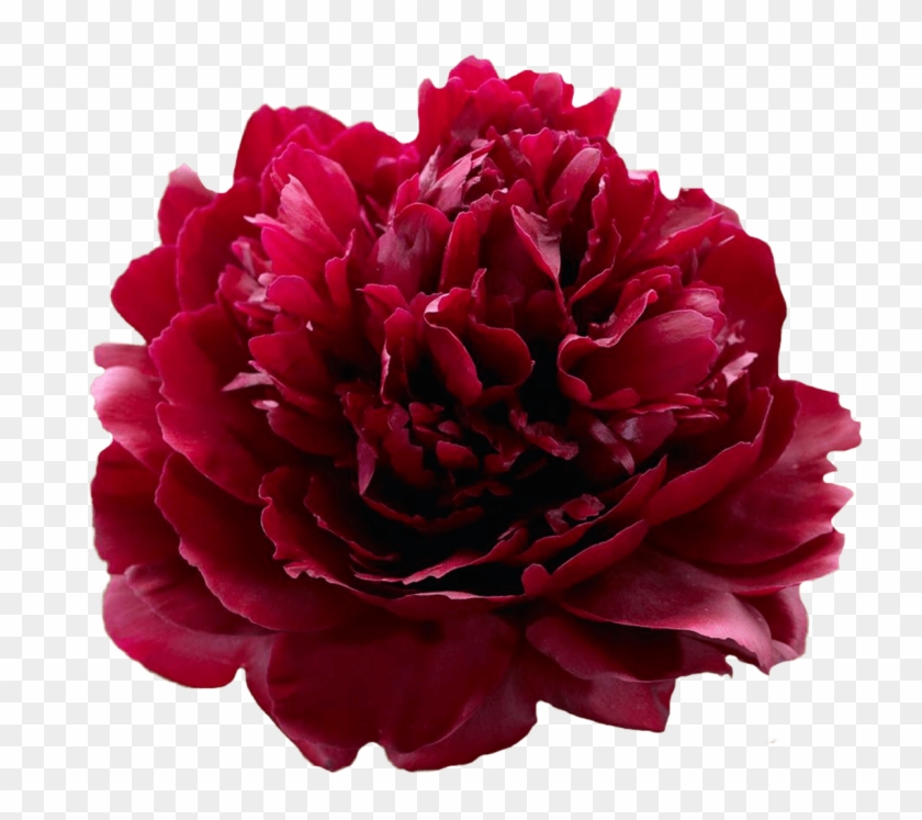 Paeonia Red Sarah Bernhardt Peonies My Peony - Red Peony Sarah Clipart