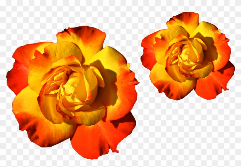 Goldern Roses Png Png Files Yellow Red Mixed Colors - Lijepe Ruze Clipart #681037