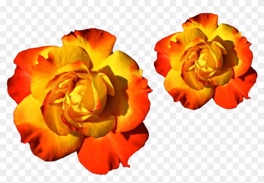Goldern Roses Png Png Files Yellow Red Mixed Colors - Lijepe Ruze Clipart